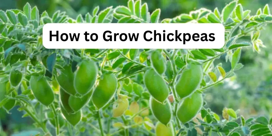 How to Grow Chickpeas